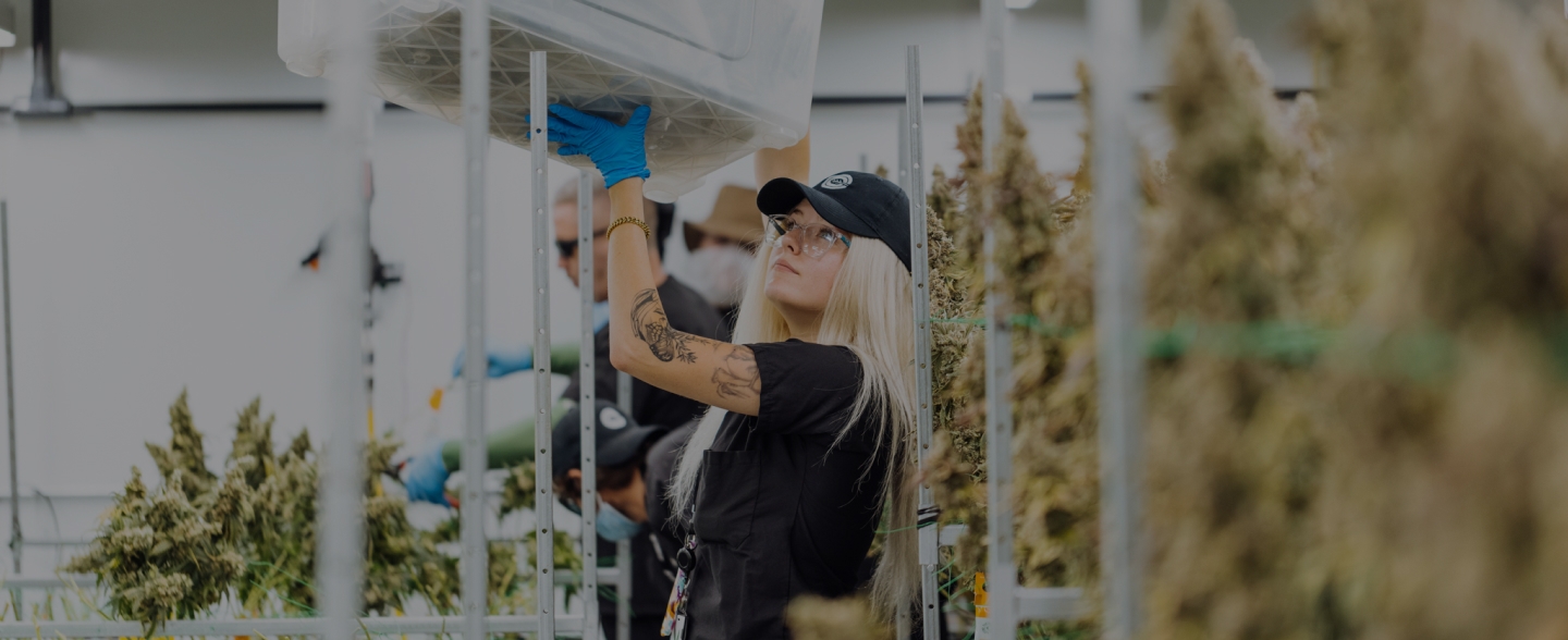 A cannabis facility worker wearing a Navy Columbia Care cap, glasses, and blue gloves lifts a clear plastic container while surrounded by rows of hanging cannabis plants. Other employees in the background are also engaged in processing the plants.